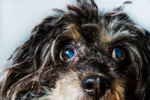 狗狗眼睛紅腫 發炎 睜不開怎麼辦 狗狗常見眼睛疾病及保建方法 毛孩好日子